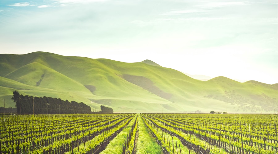 green agricultural fields europe sunrise farming jobs spain italy seasonal work visa harvest
