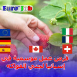 فرص عمل موسمية في إسبانيا لجني الفواكه – دليلك الشامل للحصول على عقد عمل قانوني